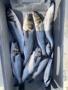 European Bass (Seabass)