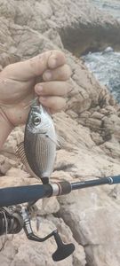 Saddled Seabream