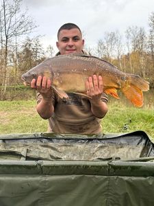 Mirror Carp