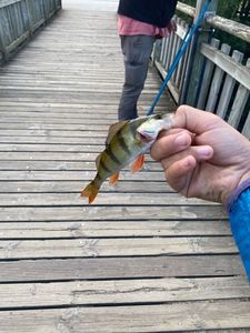 European Perch
