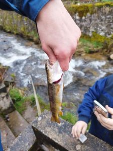 Brown Trout