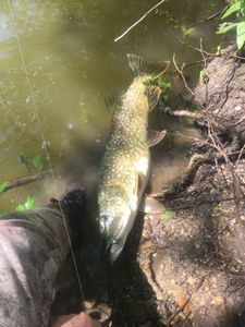 Northern Pike