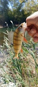 European Perch
