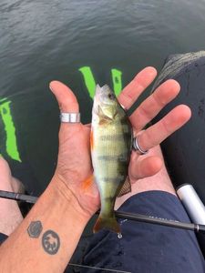 European Perch