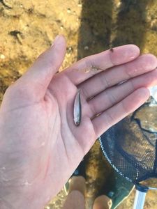 Thicklip Grey Mullet