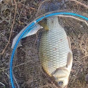 Crucian Carp