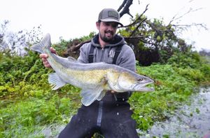 Zander