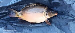 Mirror Carp