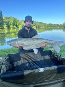 Grass Carp
