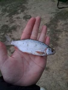 Roach