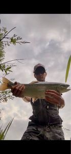 Rainbow Trout