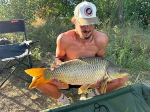 Common Carp