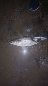 Thicklip Grey Mullet