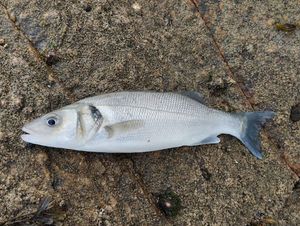 European Bass (Seabass)