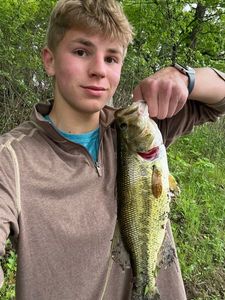 Largemouth Bass