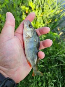 European Perch