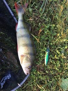 European Perch