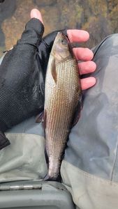 Grayling