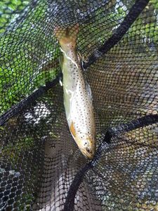 Brown Trout