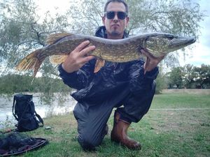 Northern Pike