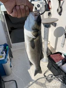 European Bass (Seabass)