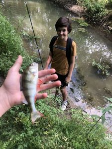 European Perch