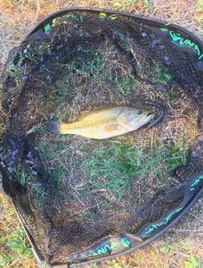 Largemouth Bass