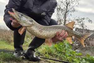 Northern Pike