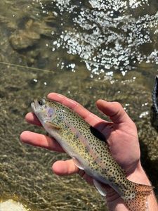 Rainbow Trout