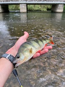 European Perch