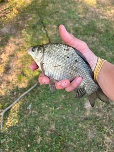 Crucian Carp