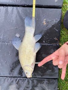 Tench