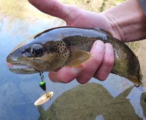 Brown Trout