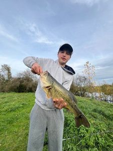 Largemouth Bass
