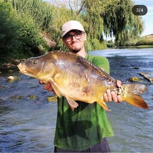 Mirror Carp