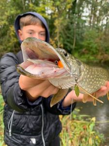 Northern Pike