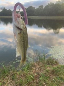 Largemouth Bass