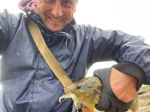 Ballan Wrasse