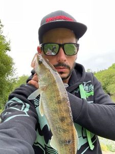 Zander