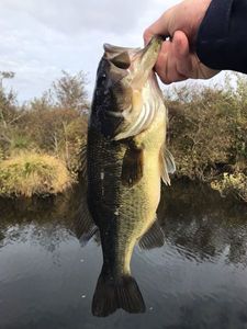 Largemouth Bass