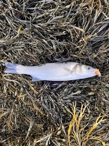 European Bass (Seabass)