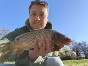 Common Carp