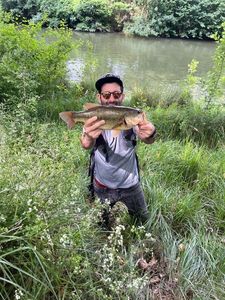 Largemouth Bass