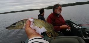 Northern Pike