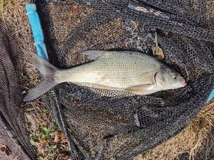 Common Bream