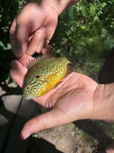 Green Sunfish