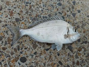 Gilthead Seabream