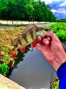 European Perch