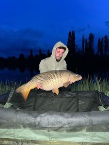 Common Carp