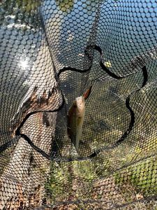 Largemouth Bass
